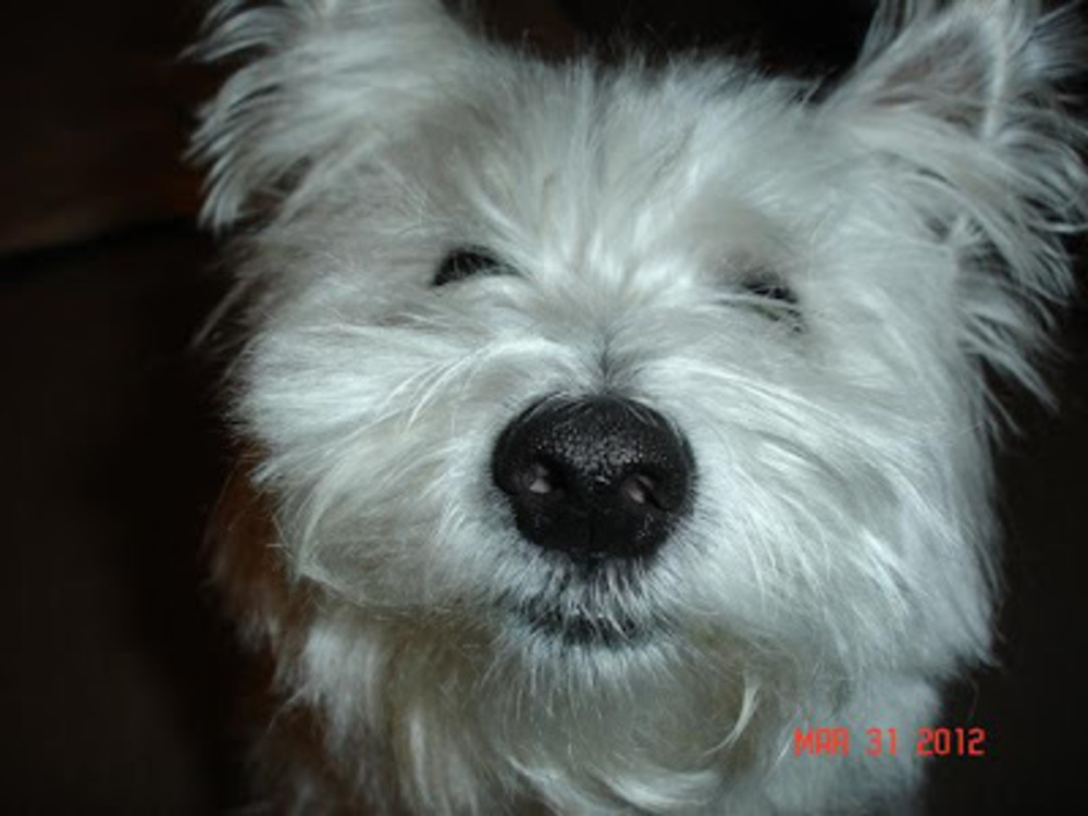 Meet your Posher, Sugar